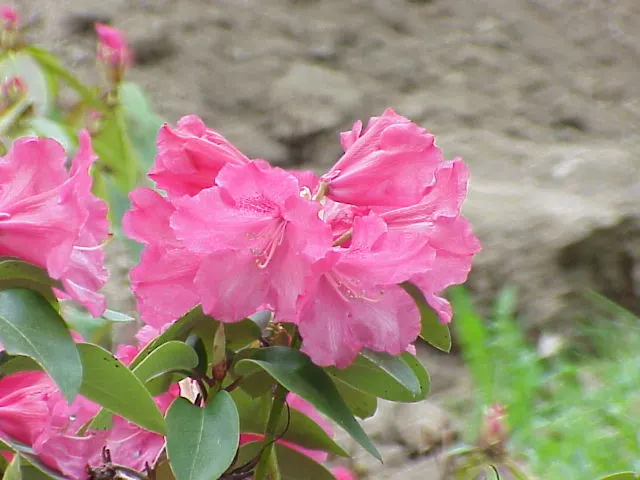 Williams Shade Azalea (Rhododendron Williamsianum) — Hardy to zone 6, it's a charming specimen for temperate landscapes requiring minimal care once established
