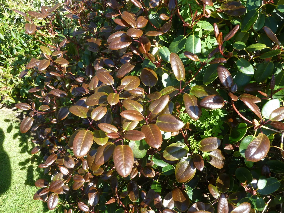 Williams Shade Azalea (Rhododendron Williamsianum) — small leaves which exhibit a rich green hue