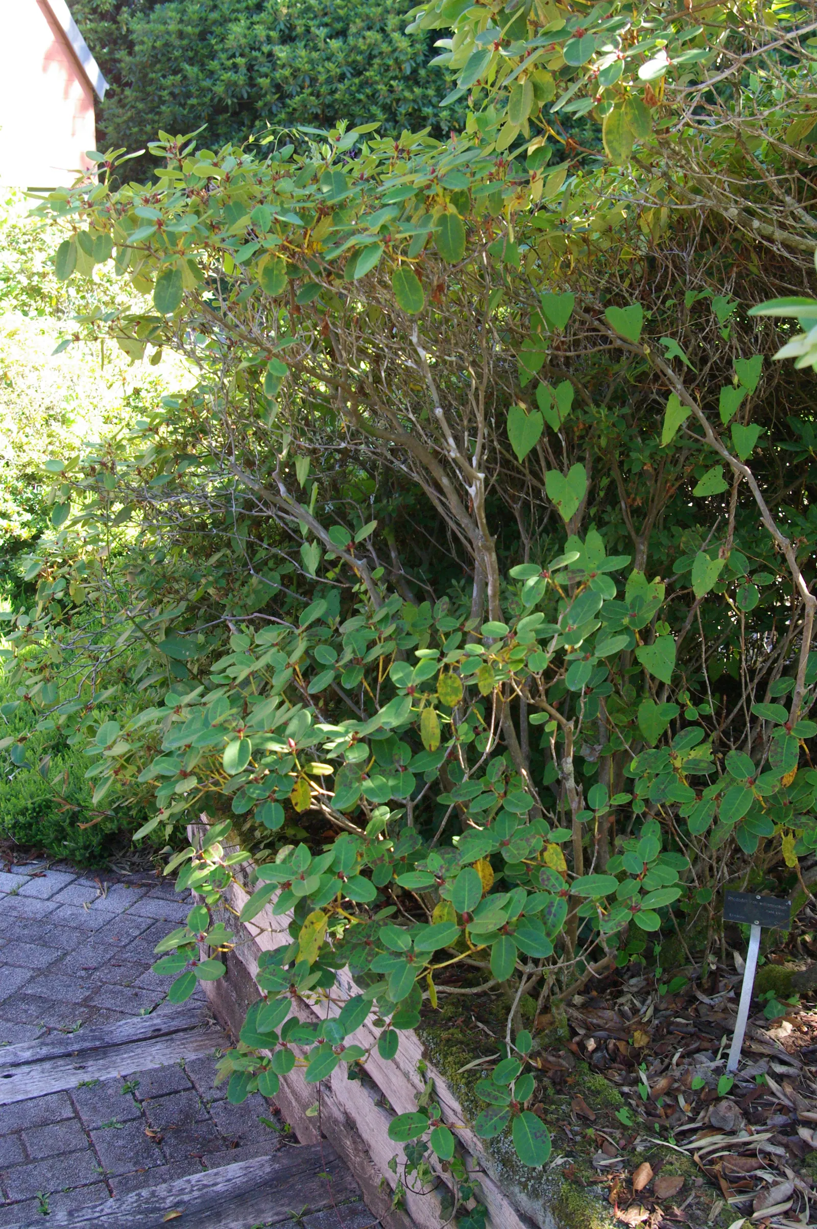 Williams Shade Azalea (Rhododendron Williamsianum) — Regular watering is essential, particularly during dry spells, to maintain evenly moist soil
