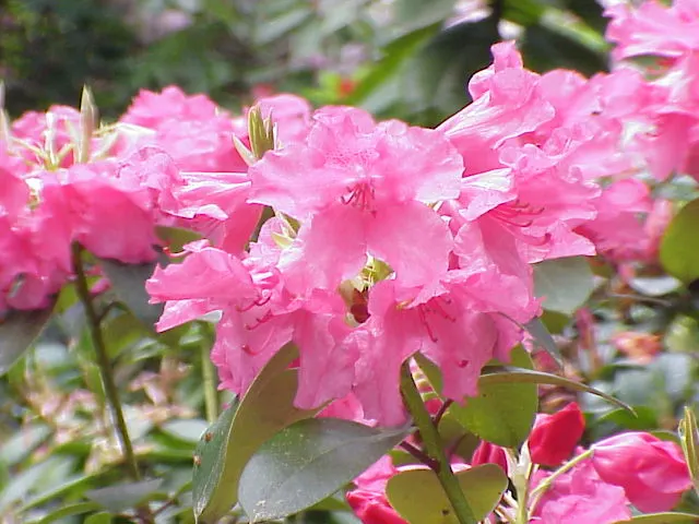 Williams Shade Azalea (Rhododendron Williamsianum) — this rhododendron species is well-suited for temperate gardens; hardy to zone 6, it's a charming specimen