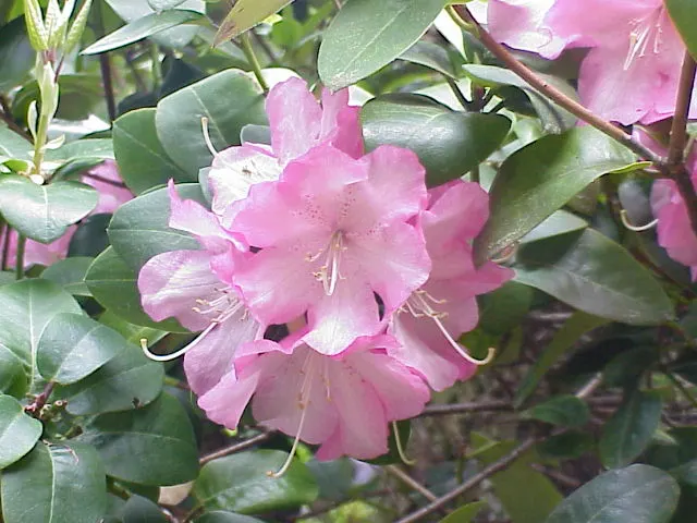 Williams Shade Azalea (Rhododendron Williamsianum) — rounded leaves and bell-shaped; small leaves which exhibit a rich green hue