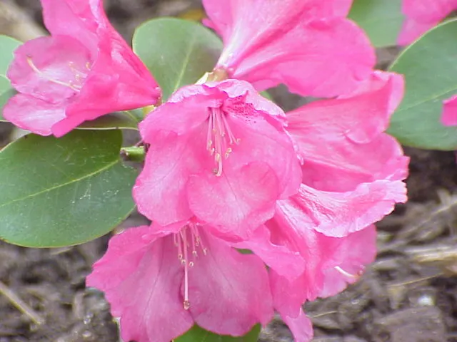 Williams Shade Azalea (Rhododendron Williamsianum) — Thriving in partial shade, it reaches 3 feet in height and spread