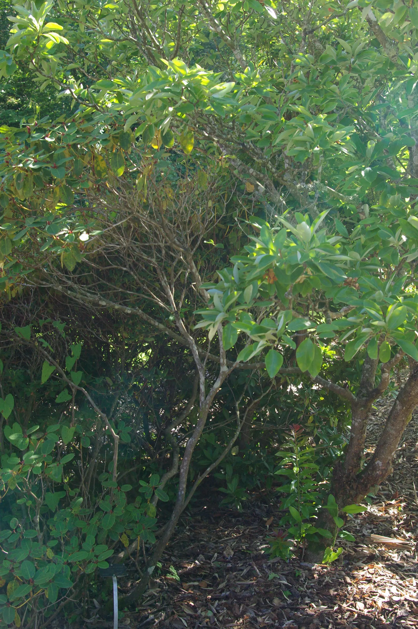 Williams Shade Azalea (Rhododendron Williamsianum) — gradually fading to a lighter hue