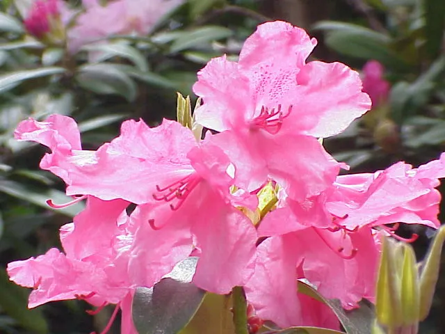 Williams Shade Azalea (Rhododendron Williamsianum) — small leaves which exhibit a rich green hue; it flourishes in partial shade