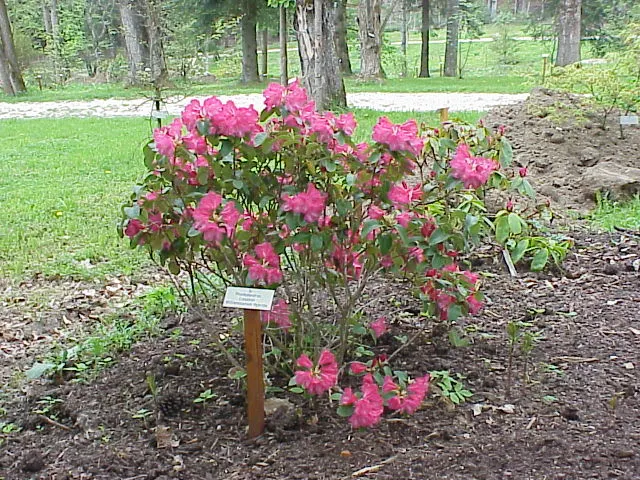 Williams Shade Azalea (Rhododendron Williamsianum) — broadleaf evergreen / shrub with pink blooms