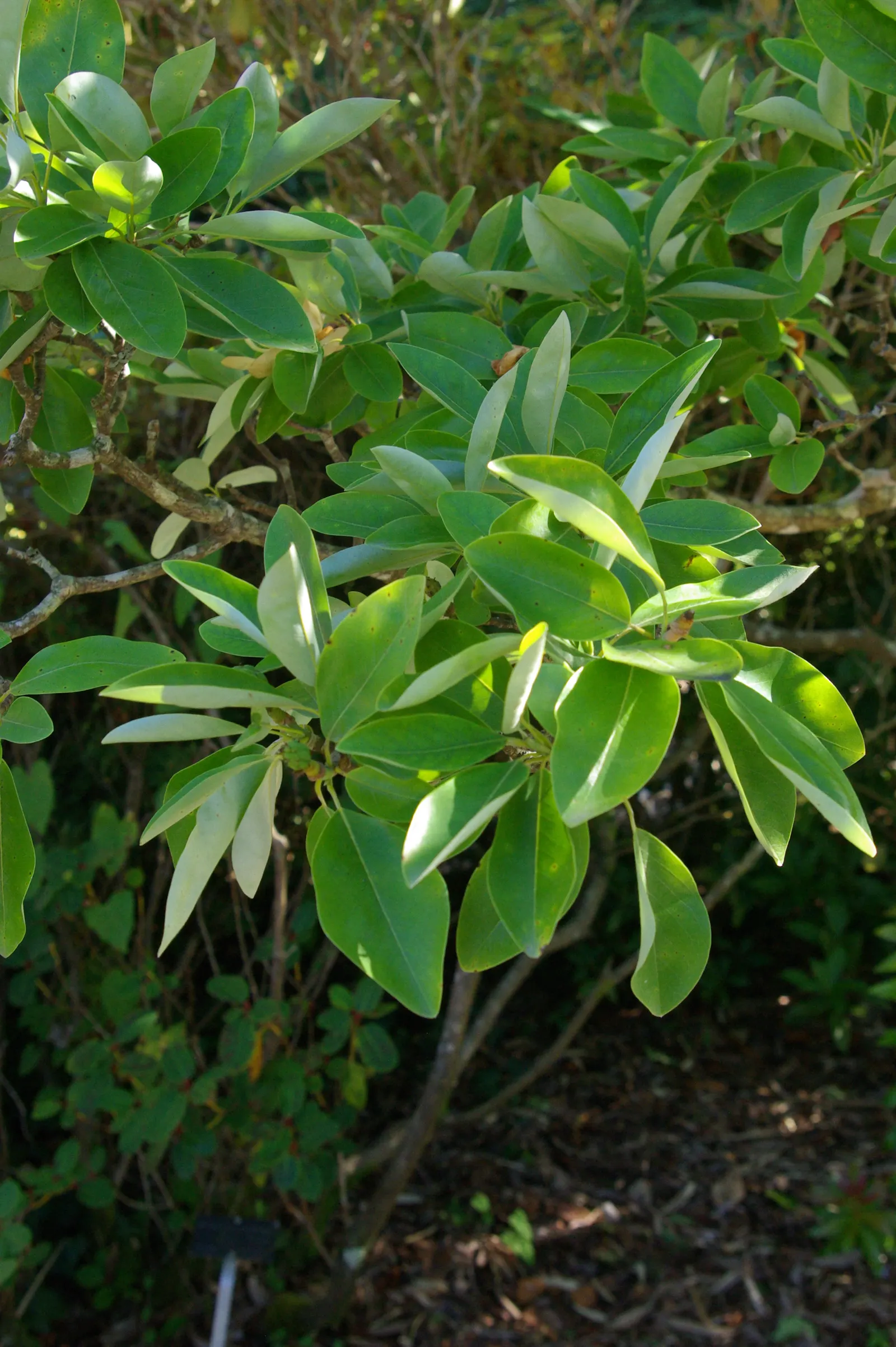 Williams Shade Azalea (Rhododendron Williamsianum) — Native to Sichuan and Yunnan provinces in China