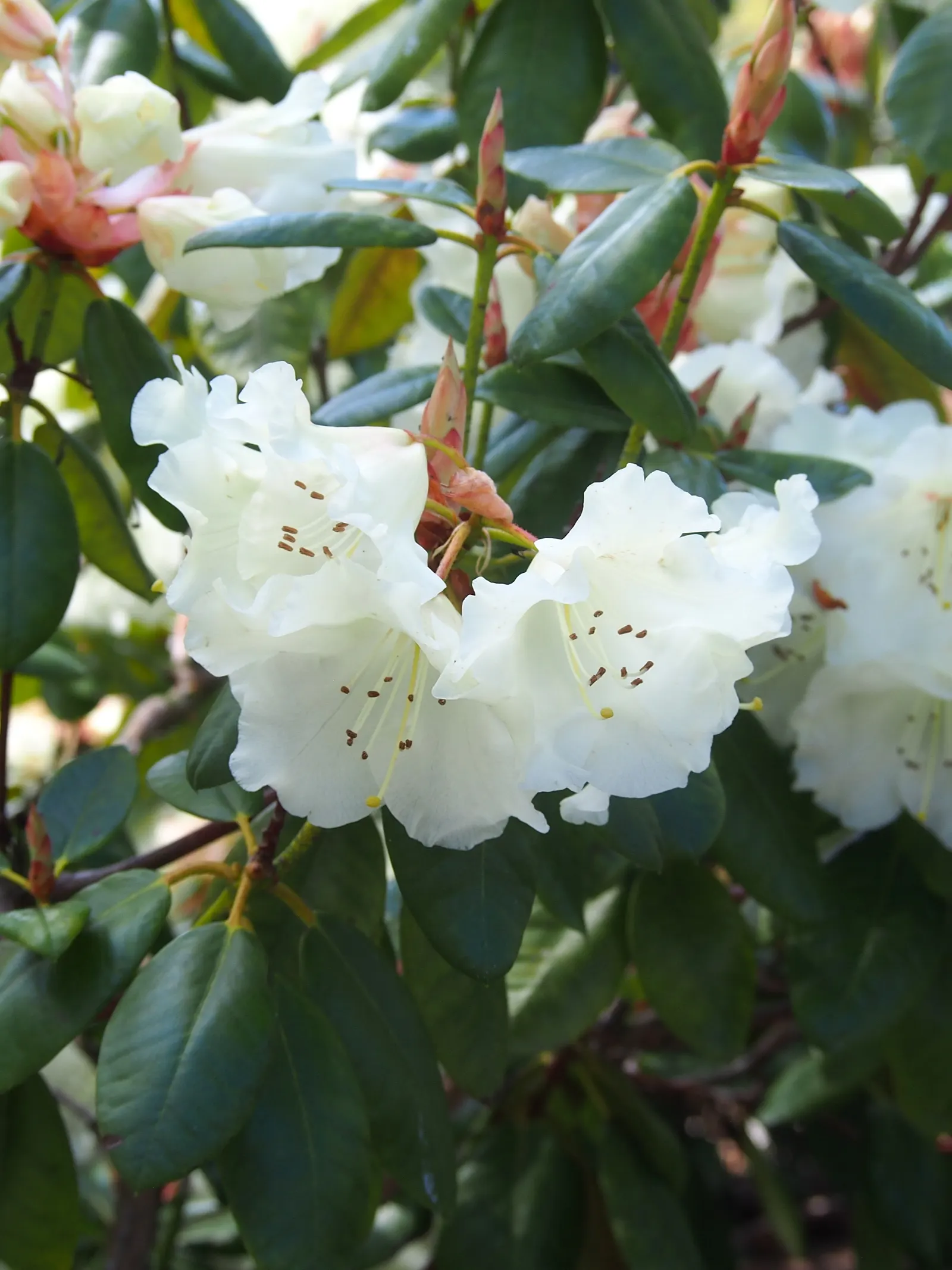 Williams Shade Azalea (Rhododendron Williamsianum) — Thriving in partial shade, it reaches 3 feet in height and spread; rhododendron williamsianum requires