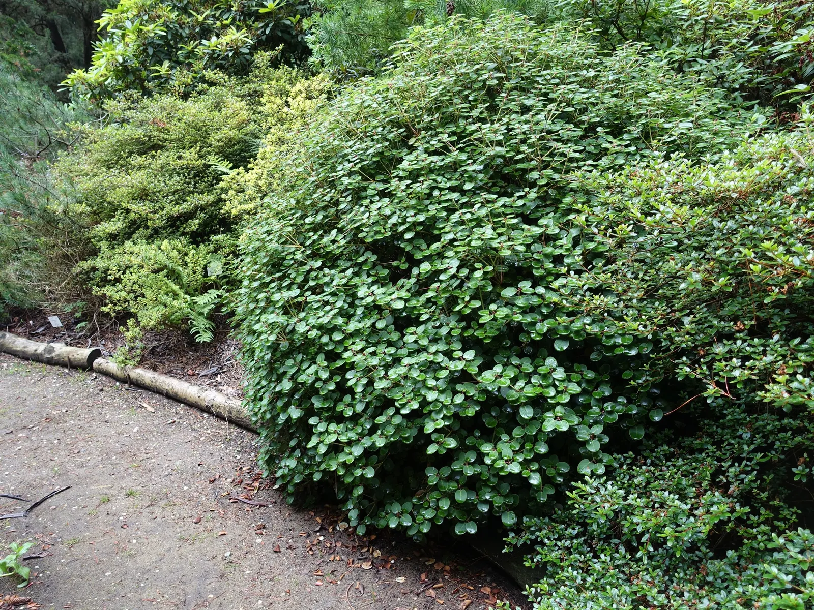 Williams Shade Azalea (Rhododendron Williamsianum) — Rhododendron williamsianum requires well-drained