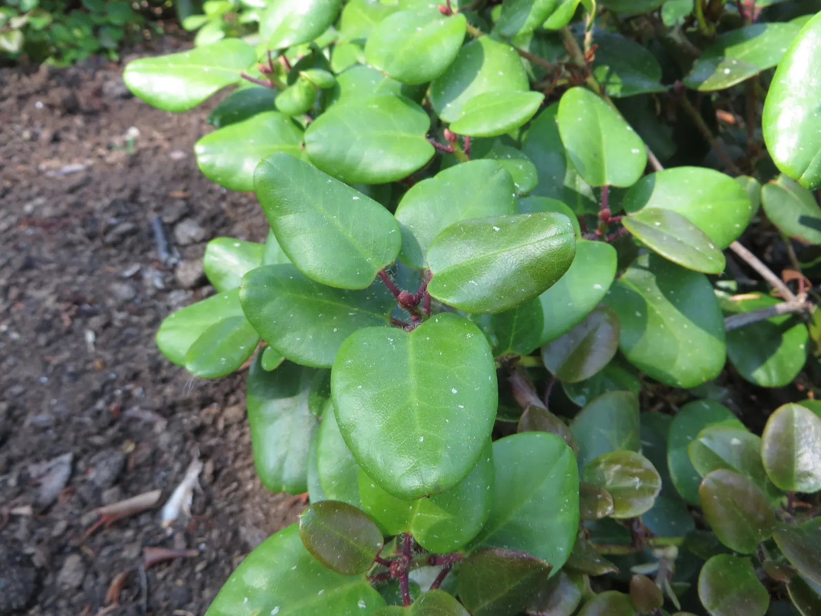 Williams Shade Azalea (Rhododendron Williamsianum) — pink flowers in the garden