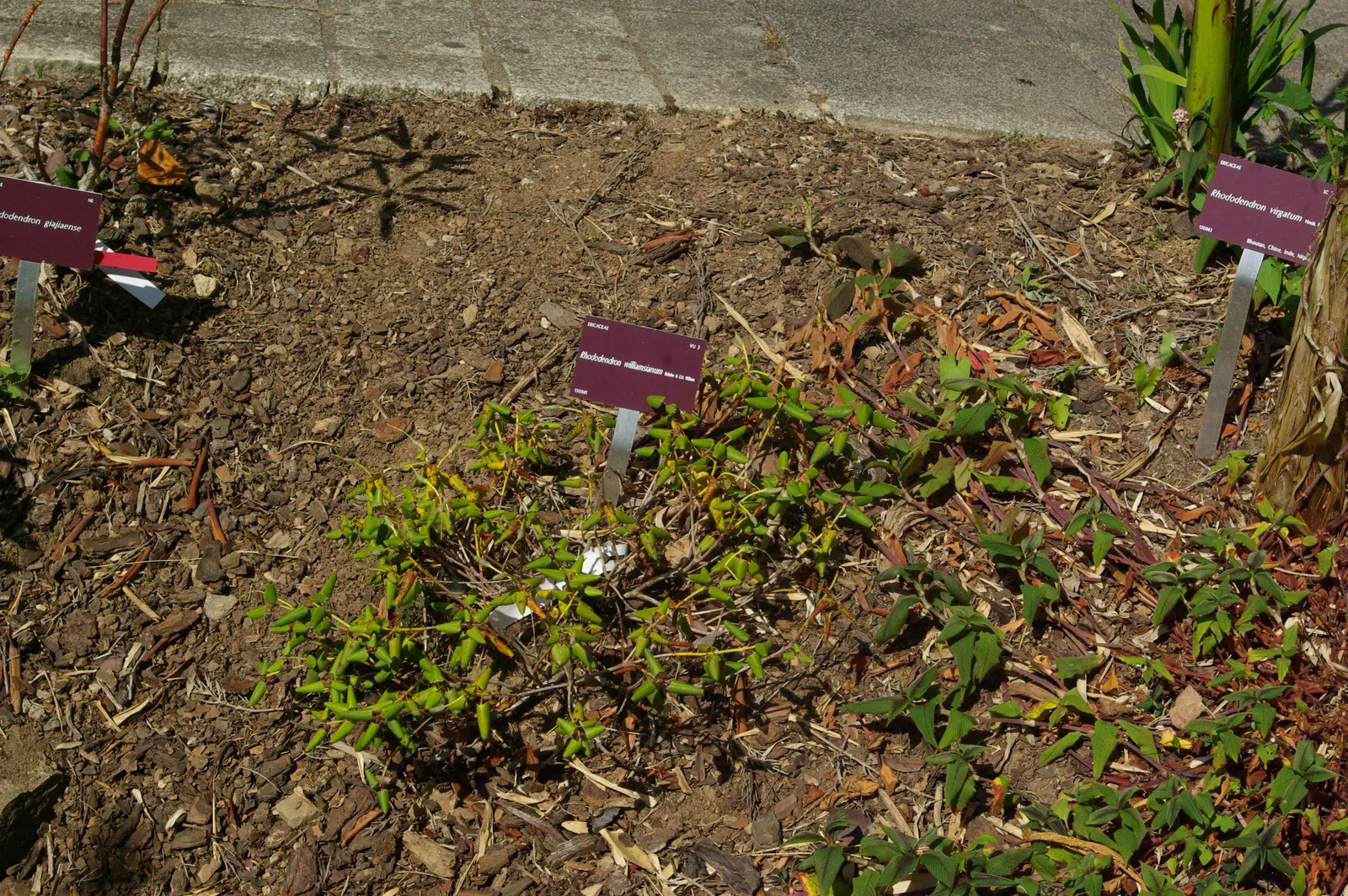 Williams Shade Azalea (Rhododendron Williamsianum) — rounded leaves and bell-shaped