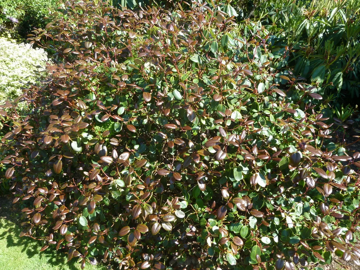 Williams Shade Azalea (Rhododendron Williamsianum) — is a captivating specimen revered for its unique foliage and enchanting floral display