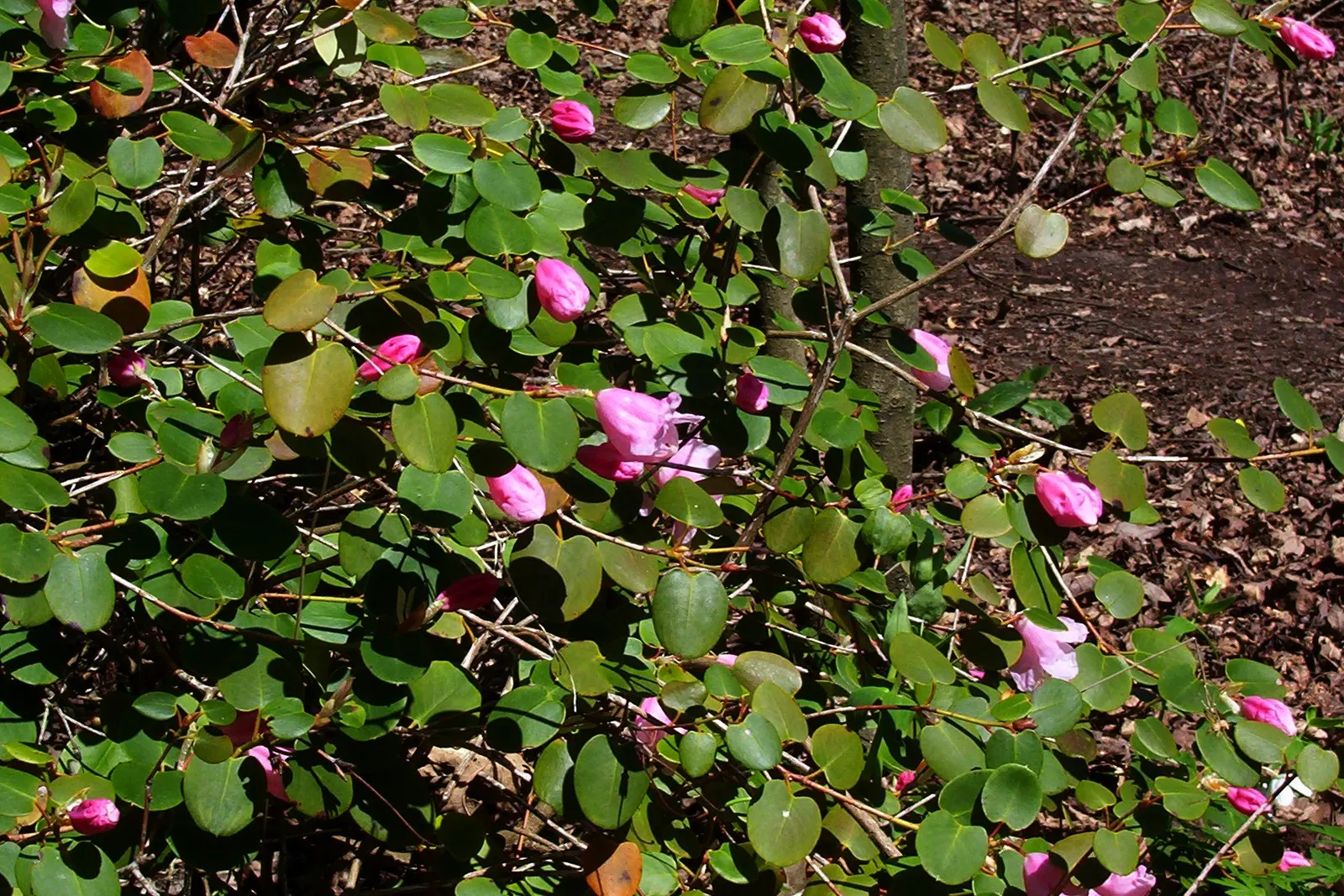 Williams Shade Azalea (Rhododendron Williamsianum) — prized for its distinctive; prefers well-drained, acidic soil