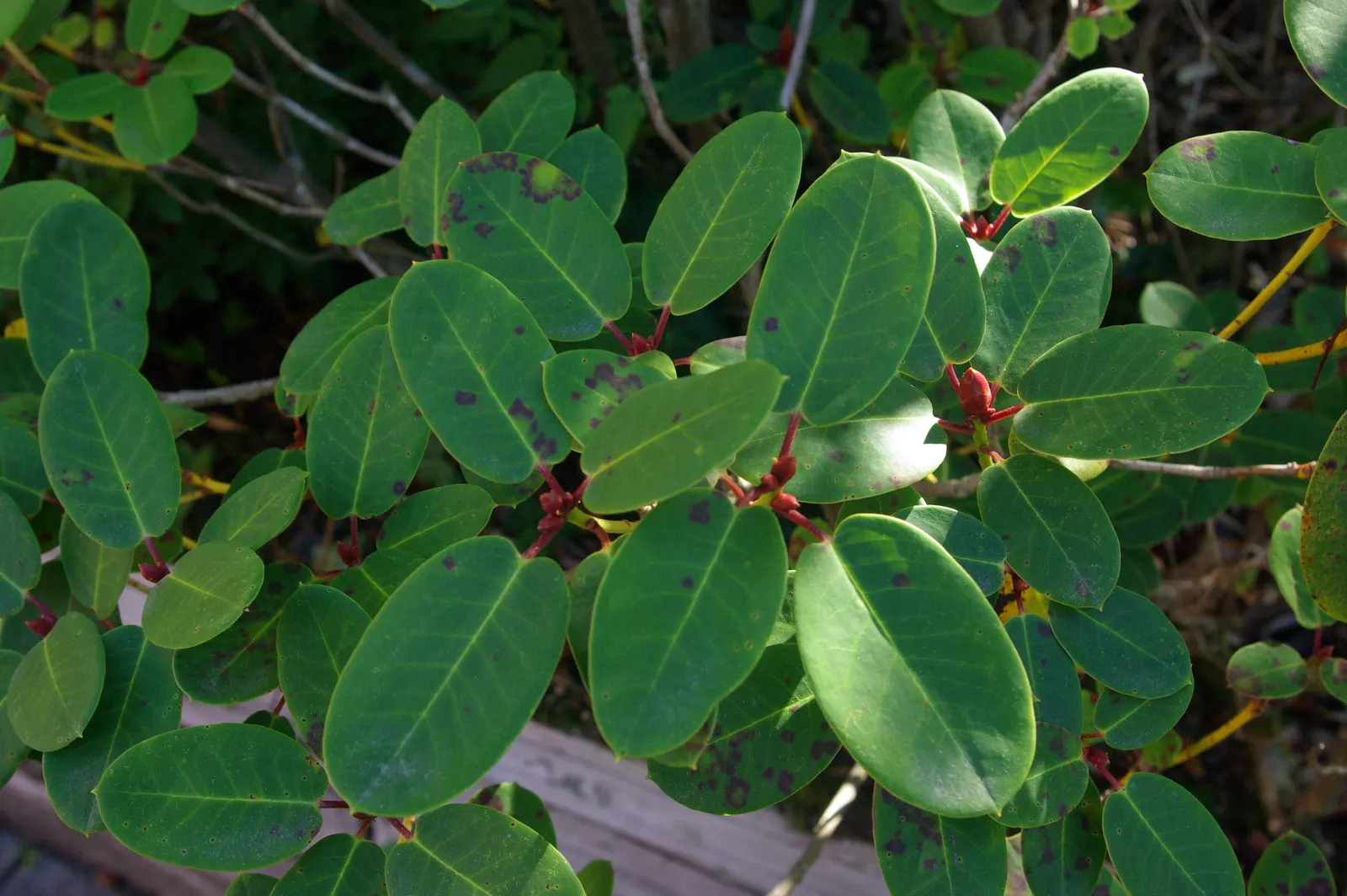 Williams Shade Azalea (Rhododendron Williamsianum) — woodland-themed garden or as a focal point in a mixed shrub border