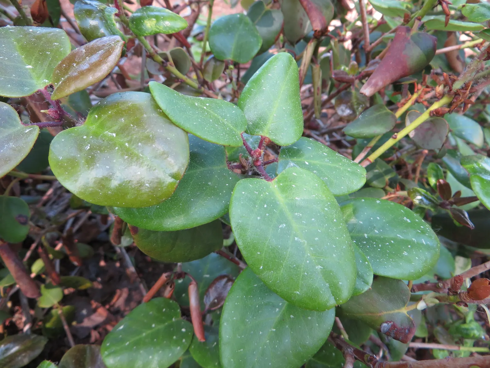 Williams Shade Azalea (Rhododendron Williamsianum) — Hardy to zone 6, it's a charming specimen for temperate landscapes requiring minimal care once