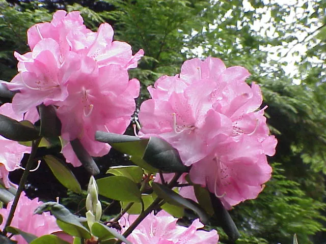 Williams Shade Azalea (Rhododendron Williamsianum) — Suited for understory planting, it adds year-round interest to woodland gardens, image 32