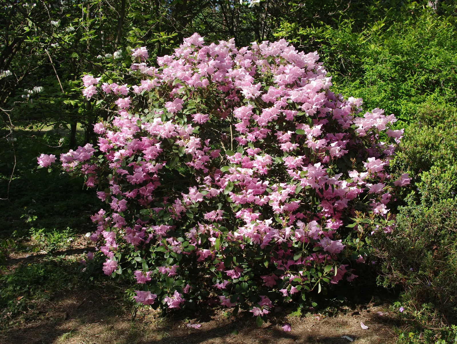 Williams Shade Azalea (Rhododendron Williamsianum) — acidic soil with a pH ranging from 5.0 to 6.0