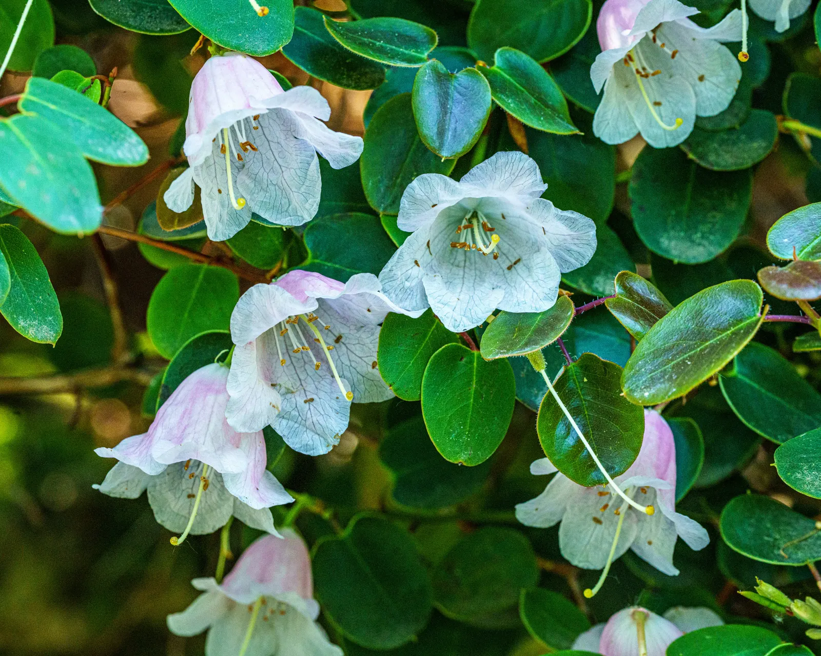 Williams Shade Azalea (Rhododendron Williamsianum) — and present themselves in clusters at the tips of the branches