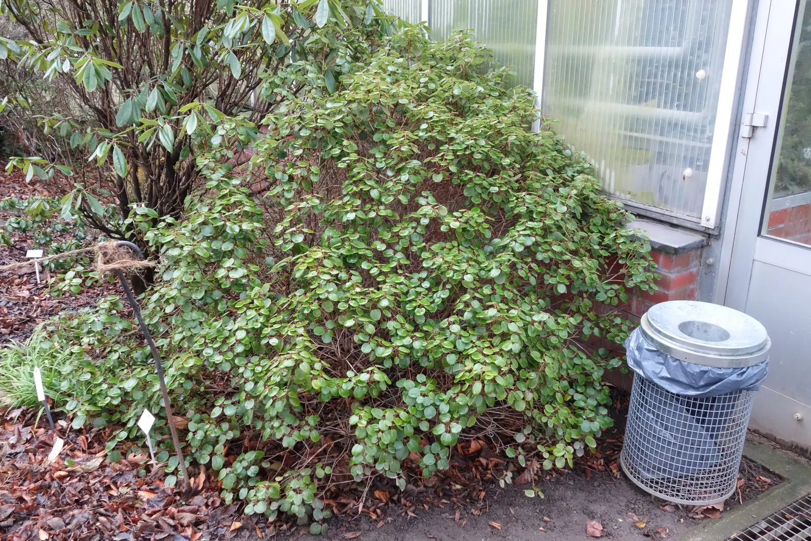 Williams Shade Azalea (Rhododendron Williamsianum) — Perhaps most notable are its almost circular