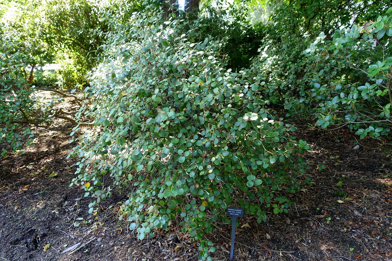 Williams Shade Azalea (Rhododendron Williamsianum) — you'll witness a profusion of bell-shaped flowers