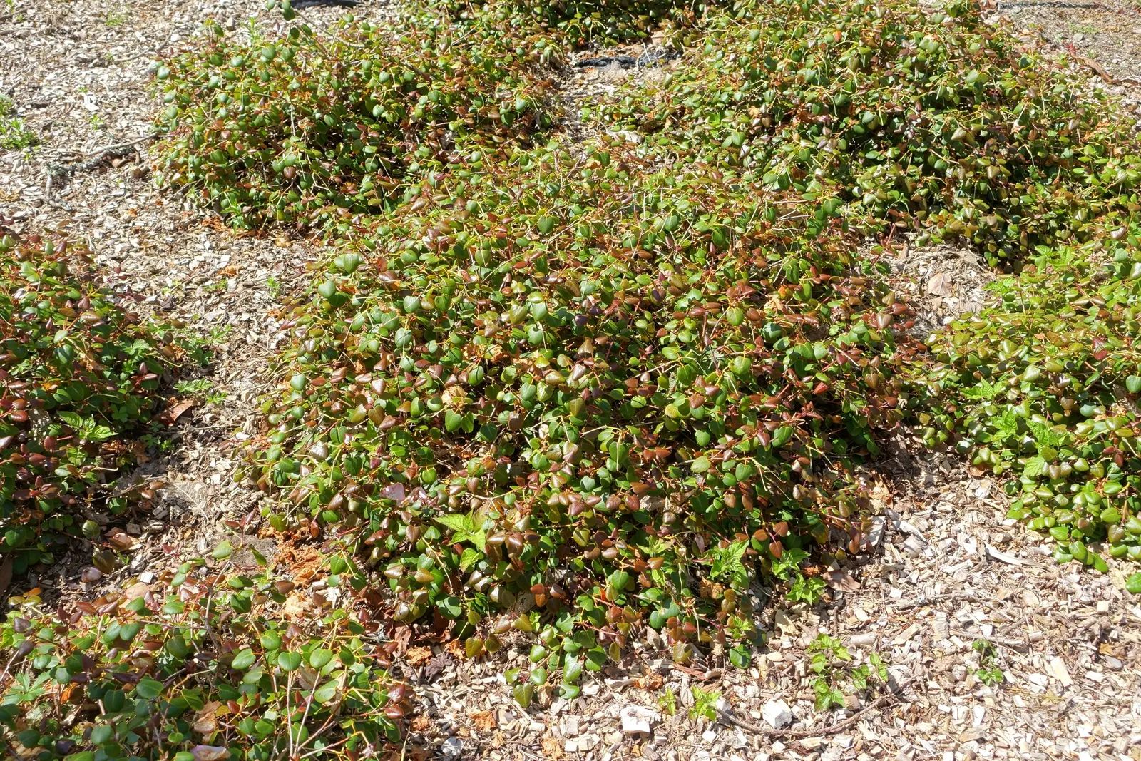 Williams Shade Azalea (Rhododendron Williamsianum) — prized for its distinctive