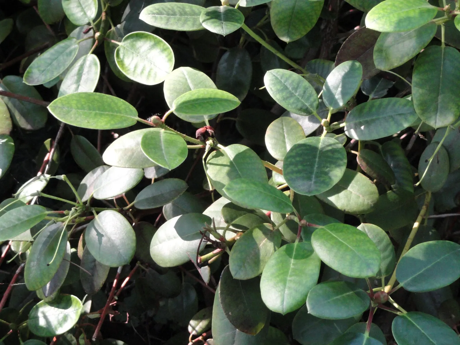 Williams Shade Azalea (Rhododendron Williamsianum) — Prefers well-drained, acidic soil