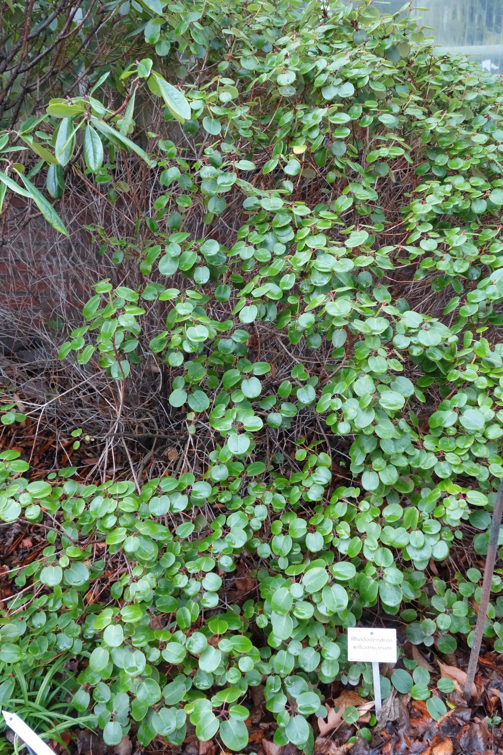 Williams Shade Azalea (Rhododendron Williamsianum) — broadleaf evergreen / shrub for half