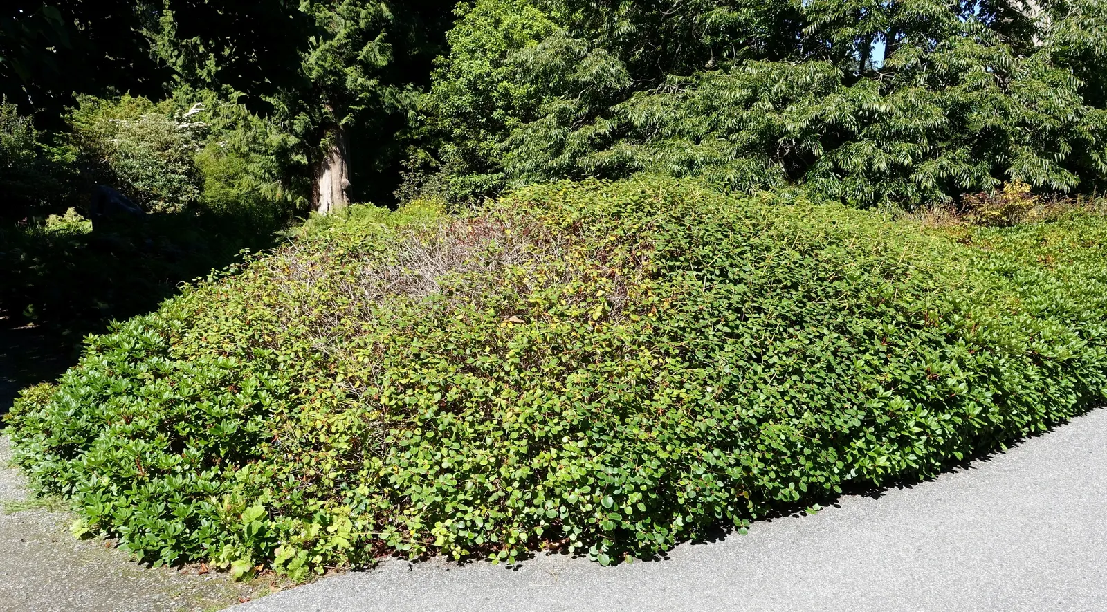 Williams Shade Azalea (Rhododendron Williamsianum) — With its manageable size and aesthetic appeal