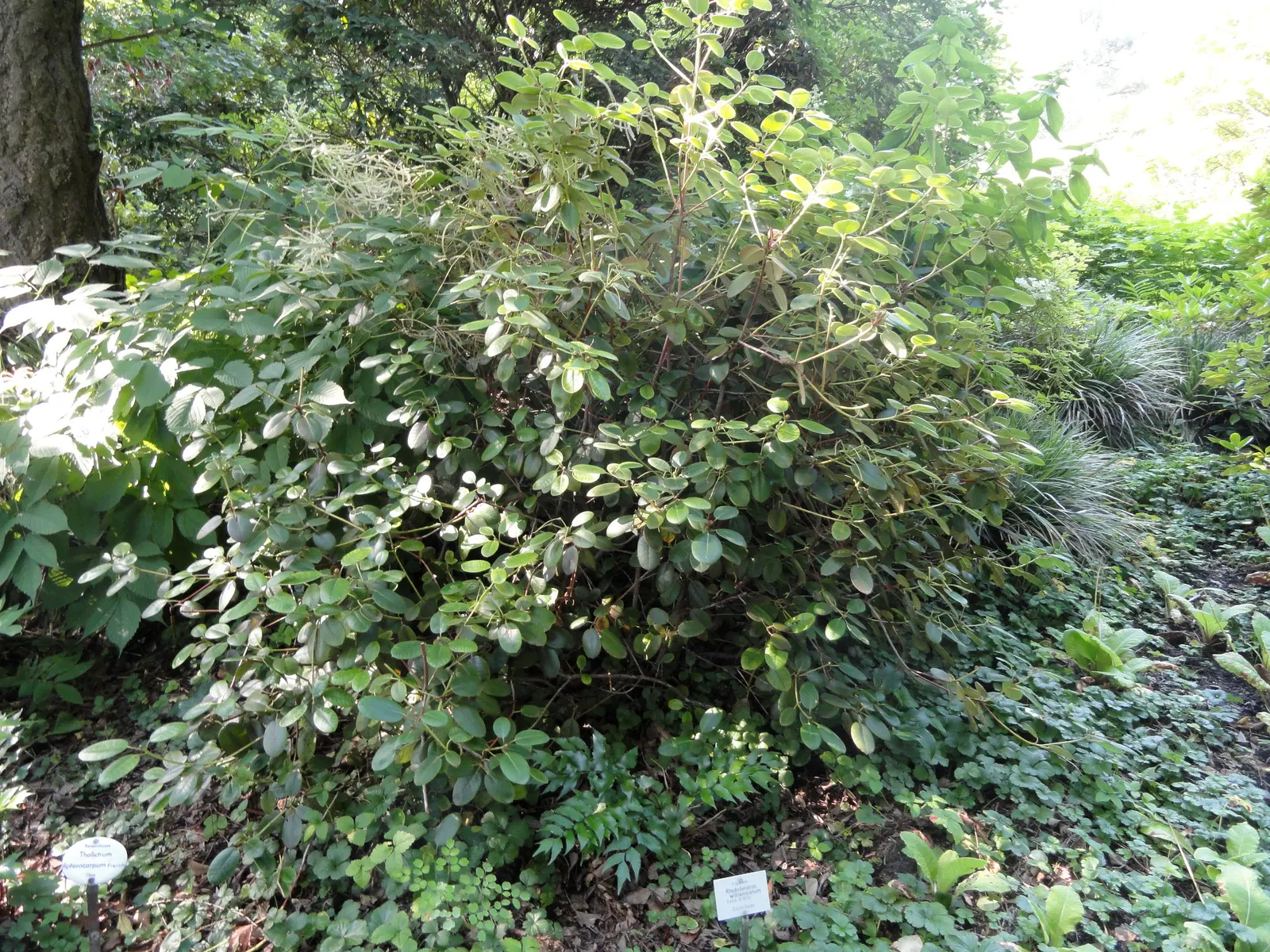 Williams Shade Azalea (Rhododendron Williamsianum) — transitioning to a bronze tone in fall.<br><br>In late spring to early summer; broadleaf evergreen / shrub