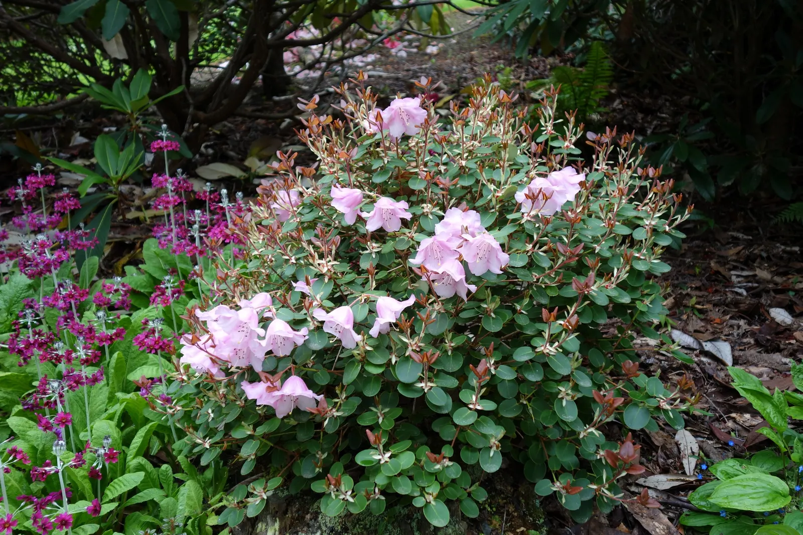 Williams Shade Azalea (Rhododendron Williamsianum) — These blooms boast a soft pink shade