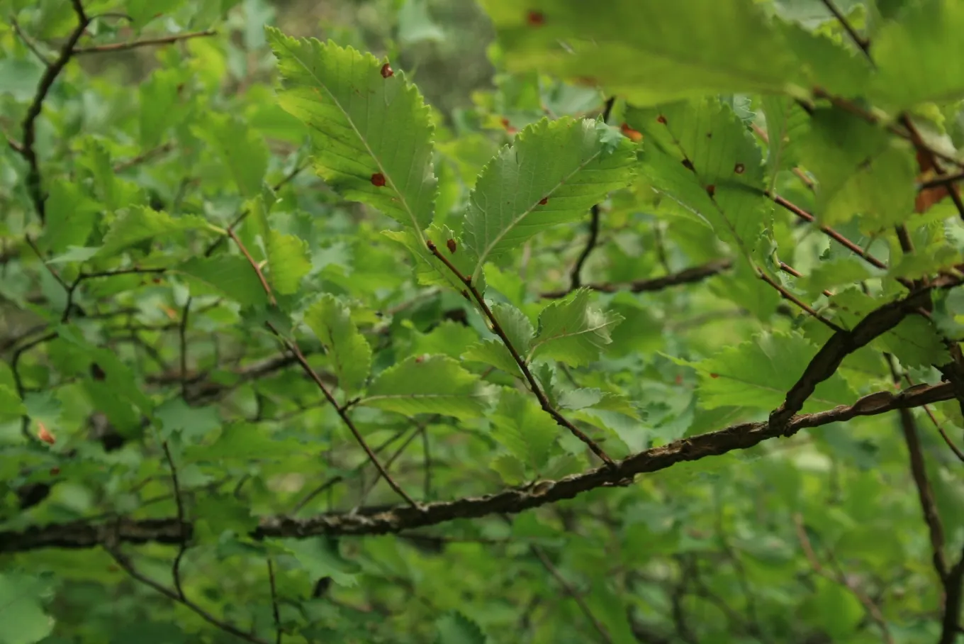 Ulmo (Eucryphia Cordifolia) — offering a stark contrast against its glossy