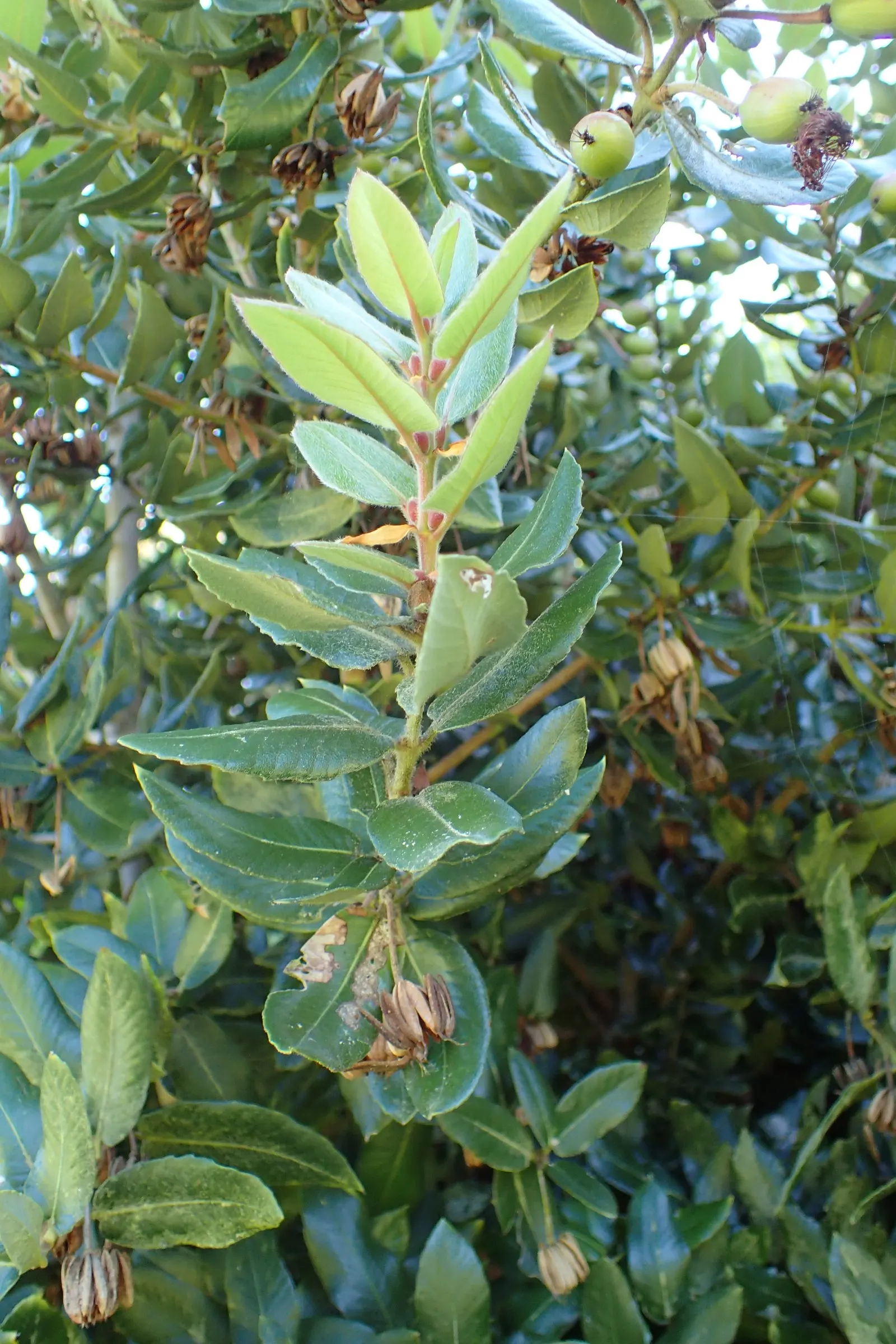Ulmo (Eucryphia Cordifolia) — thus offering some flexibility in its placement within the landscape