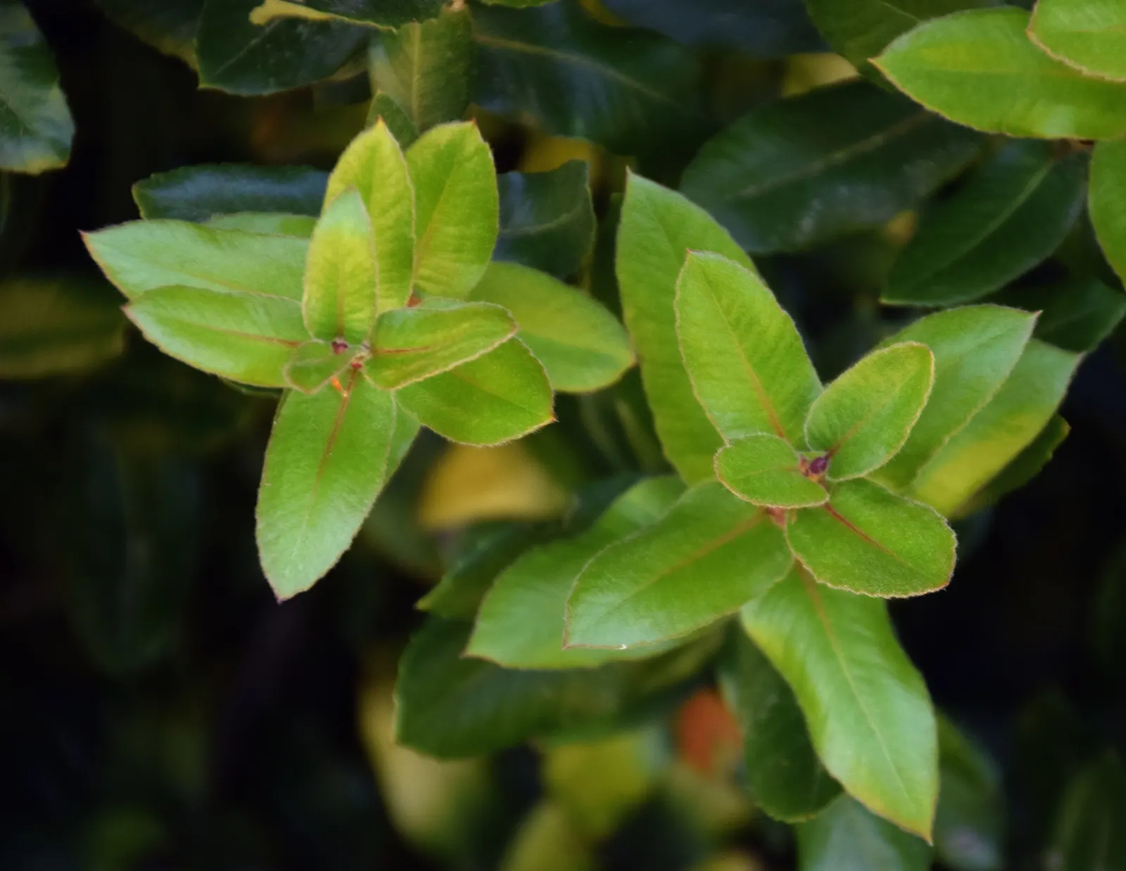 Ulmo (Eucryphia Cordifolia) — acidic soil and thrives in both full sun to partial shade; thus offering some flexibility in its placement within the landscape