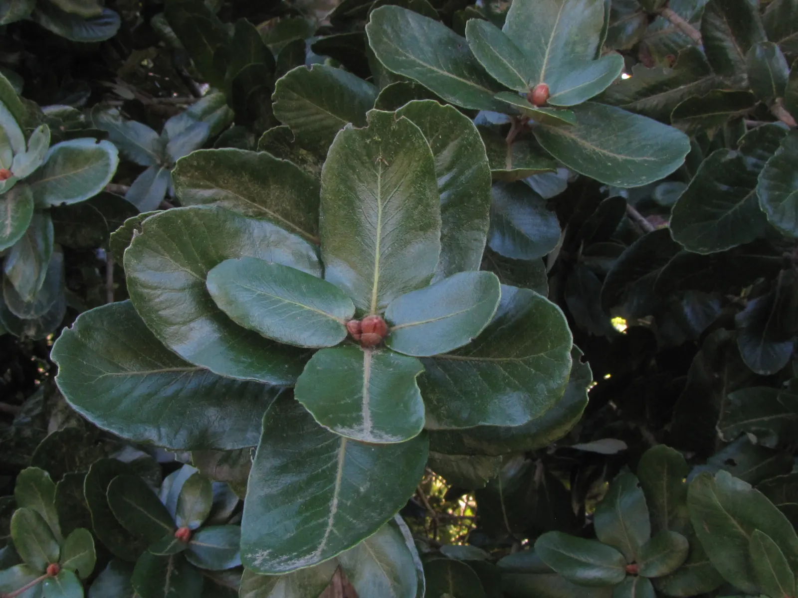 Ulmo (Eucryphia Cordifolia) — When designing with this tree; native to the temperate rainforests of Chile and Argentina