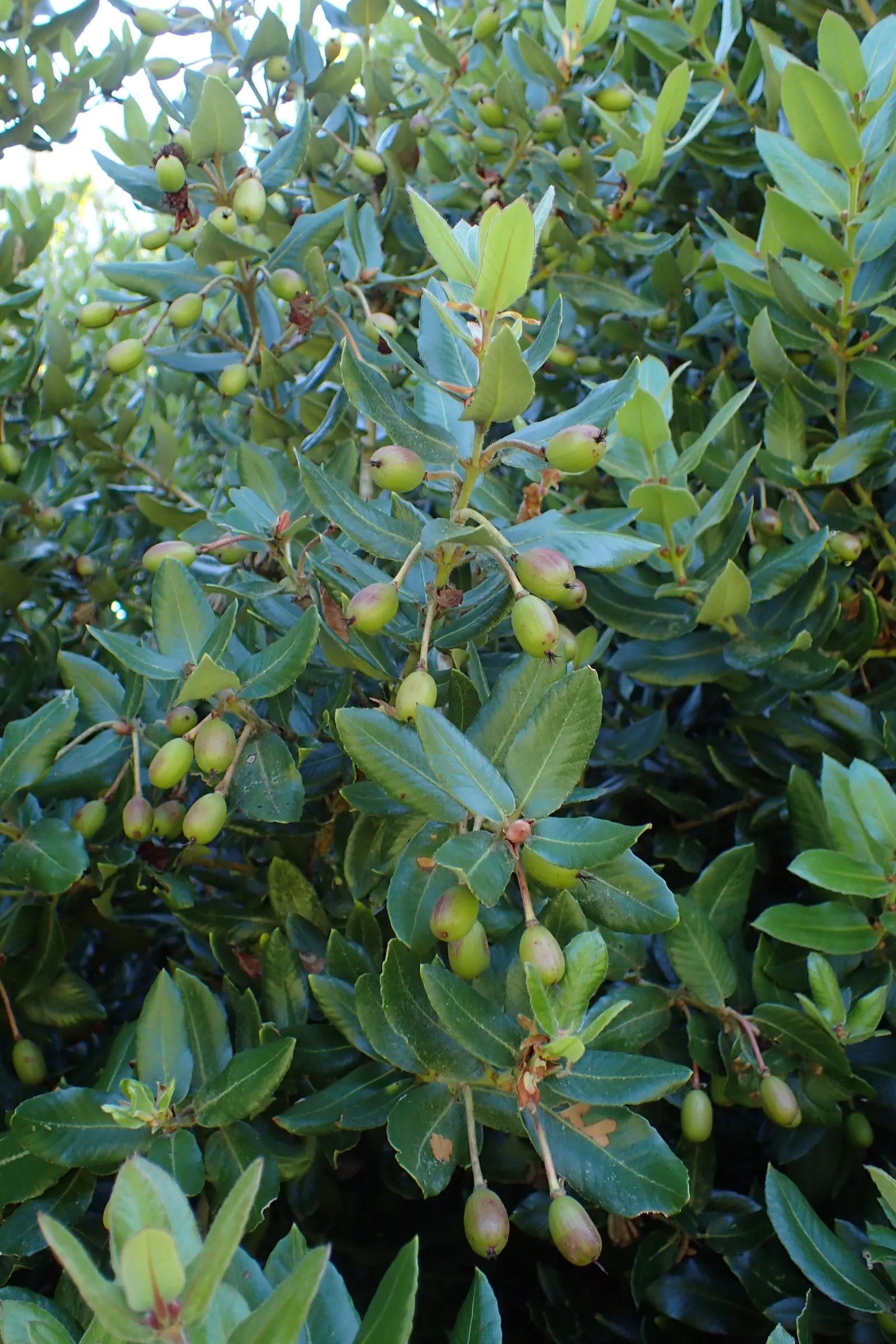 Ulmo (Eucryphia Cordifolia) — the Ulmo is known for its resilience and relatively low maintenance once established