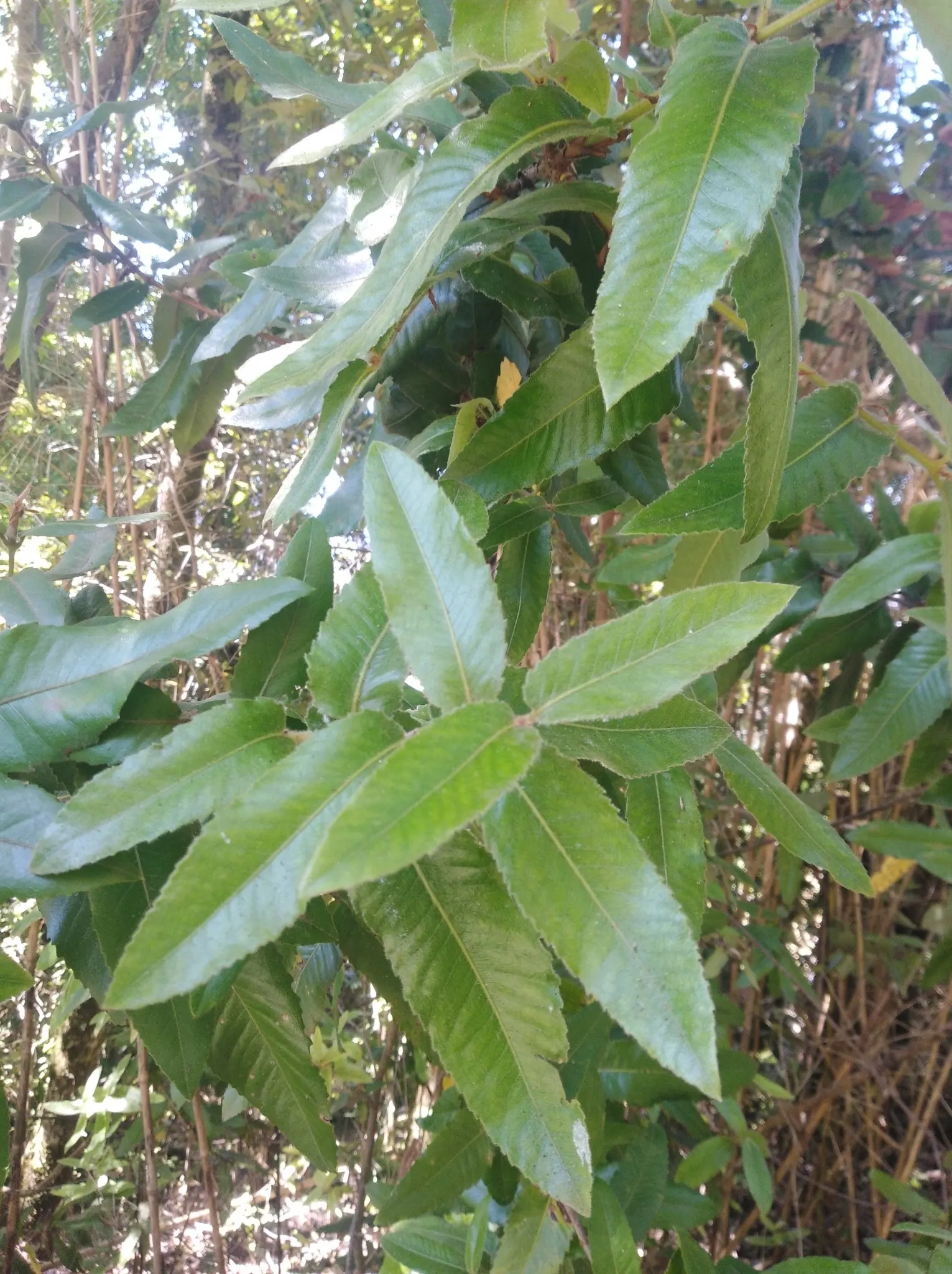 Ulmo (Eucryphia Cordifolia) — white flowers in the garden