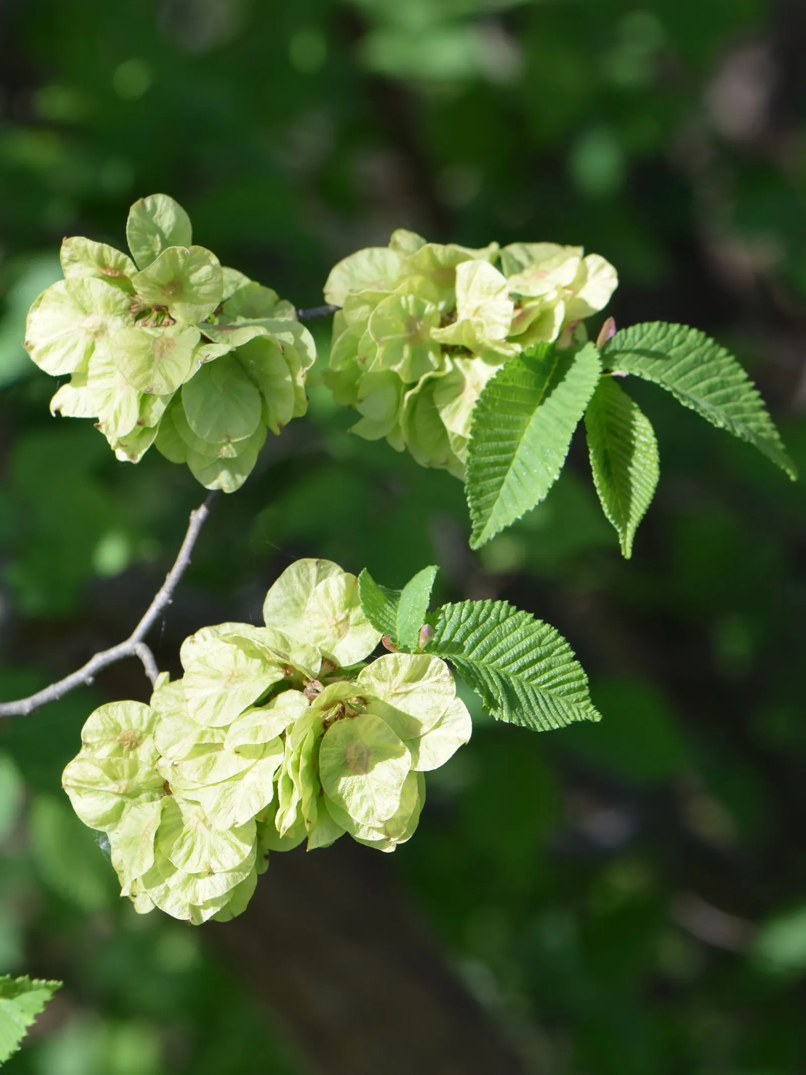 Ulmo (Eucryphia Cordifolia) — consider its moderate growth rate and eventual size for both aesthetic balance and practical spacing; heart-shaped leaves that