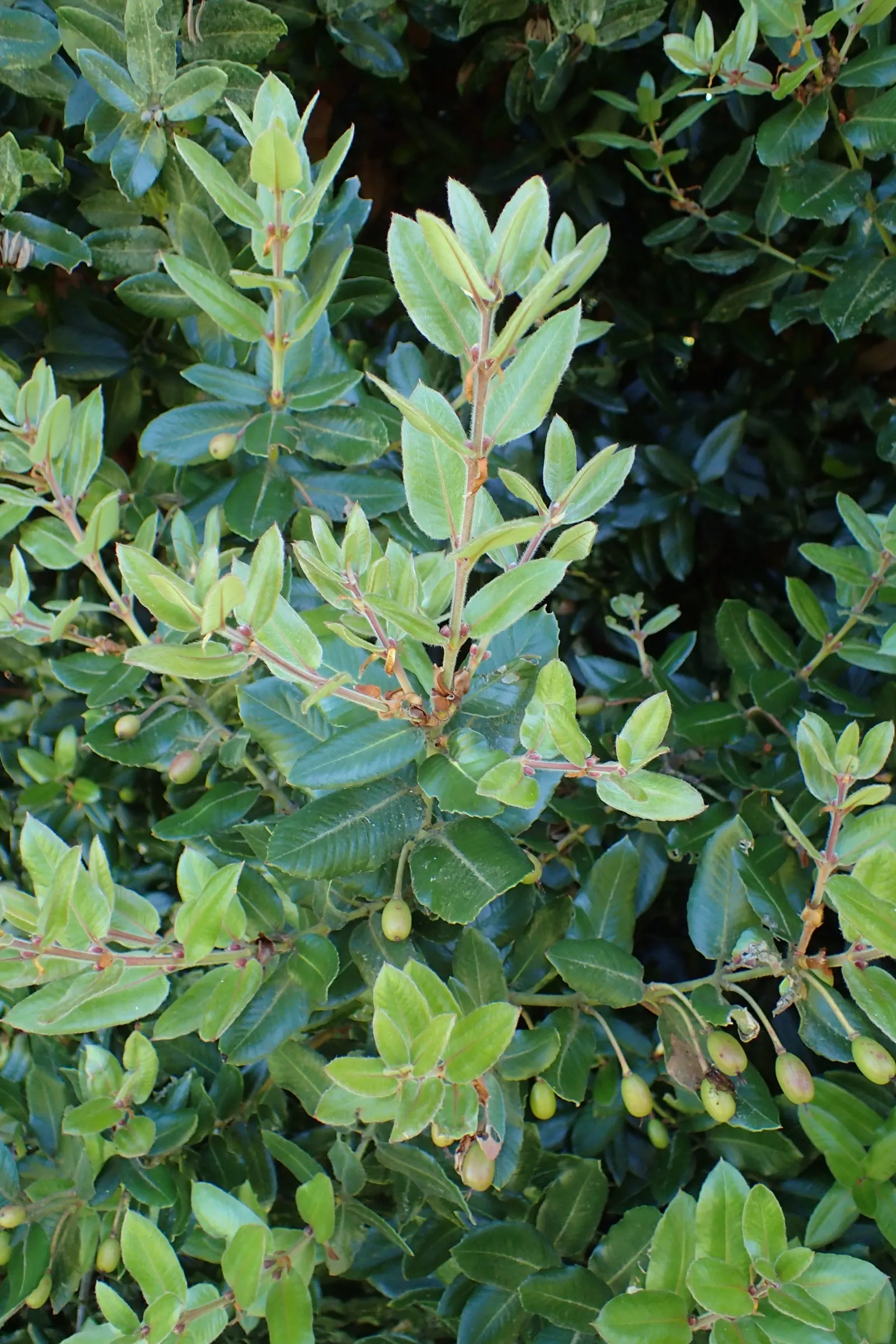 Ulmo (Eucryphia Cordifolia) — is a captivating evergreen tree; offering a stark contrast against its glossy