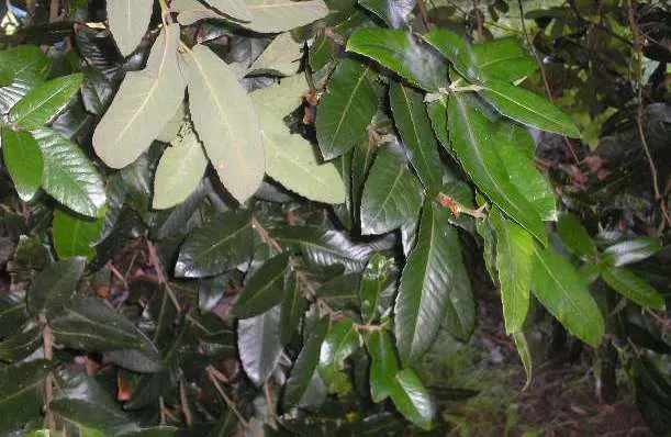 Ulmo (Eucryphia Cordifolia) — These features contribute to a show-stopping display that can attract a variety of pollinators; white flowers in the garden