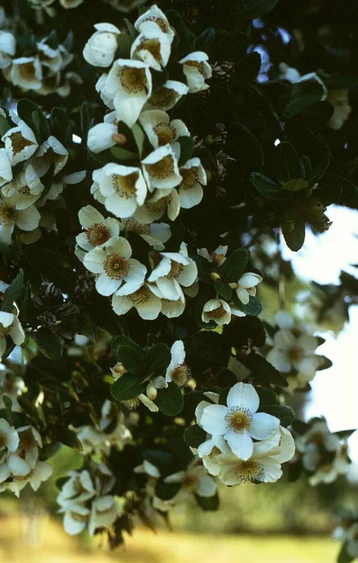 Ulmo (Eucryphia Cordifolia) — Ideal for focal points in large gardens