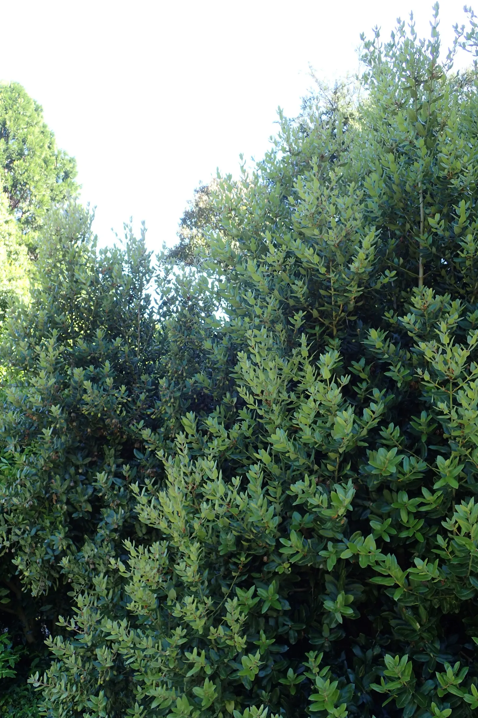 Ulmo (Eucryphia Cordifolia) — with a canopy spread of 15 to 20 feet; these features contribute to a show-stopping display that can attract a variety of