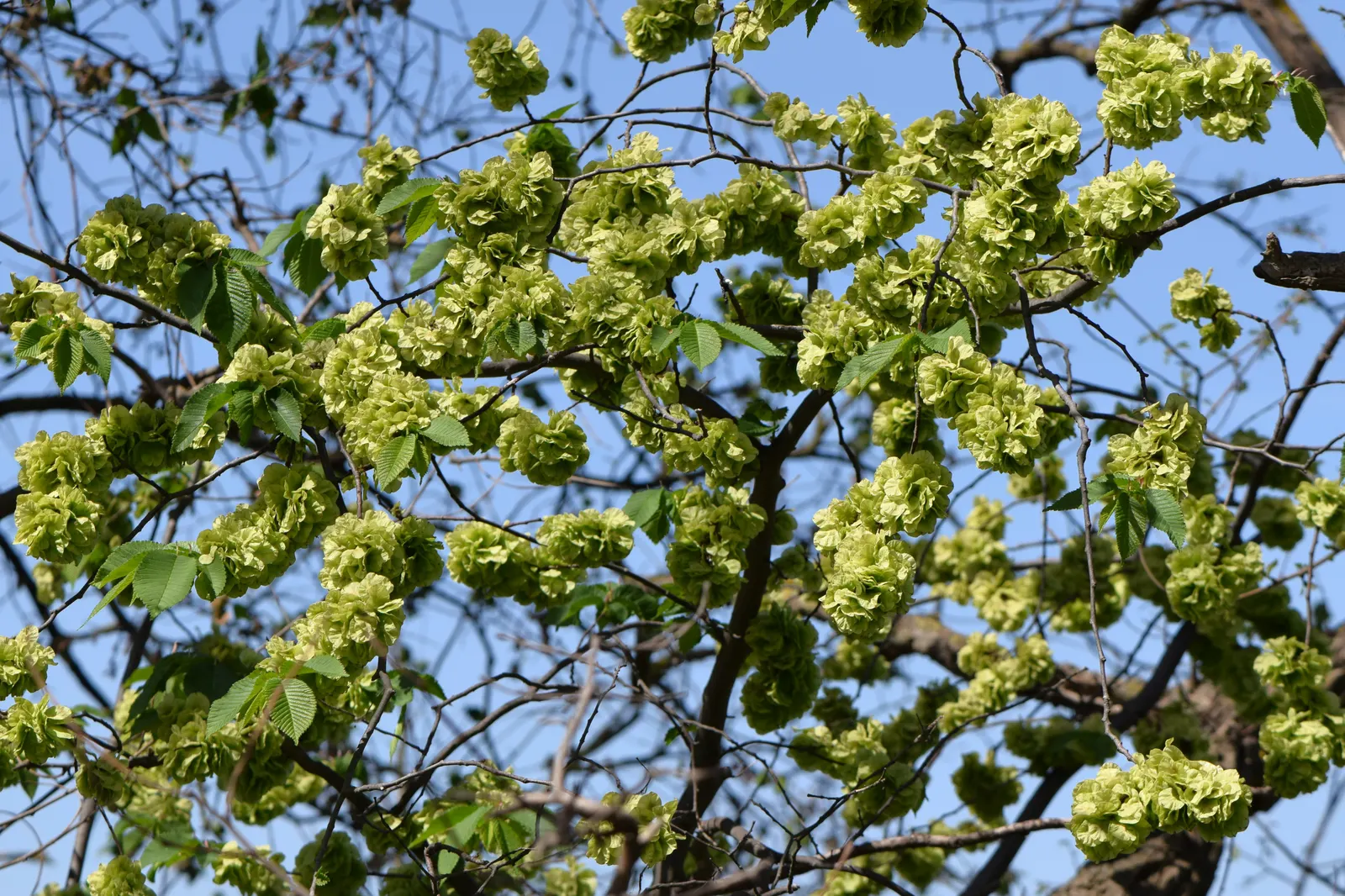 Ulmo (Eucryphia Cordifolia) — enhancing the biodiversity of the garden.<br><br>The Ulmo prefers well-drained; each blossom spans approximately 2 inches across