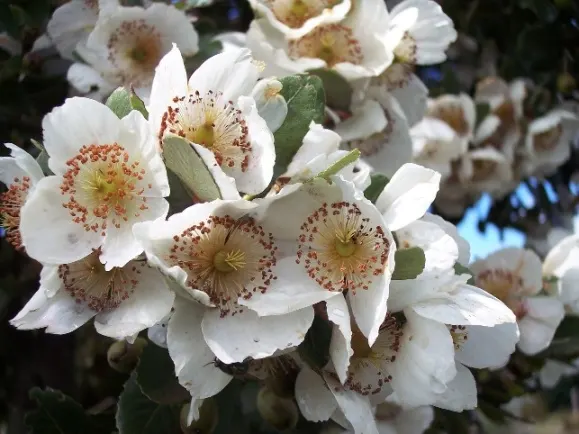 Ulmo (Eucryphia Cordifolia) — When designing with this tree