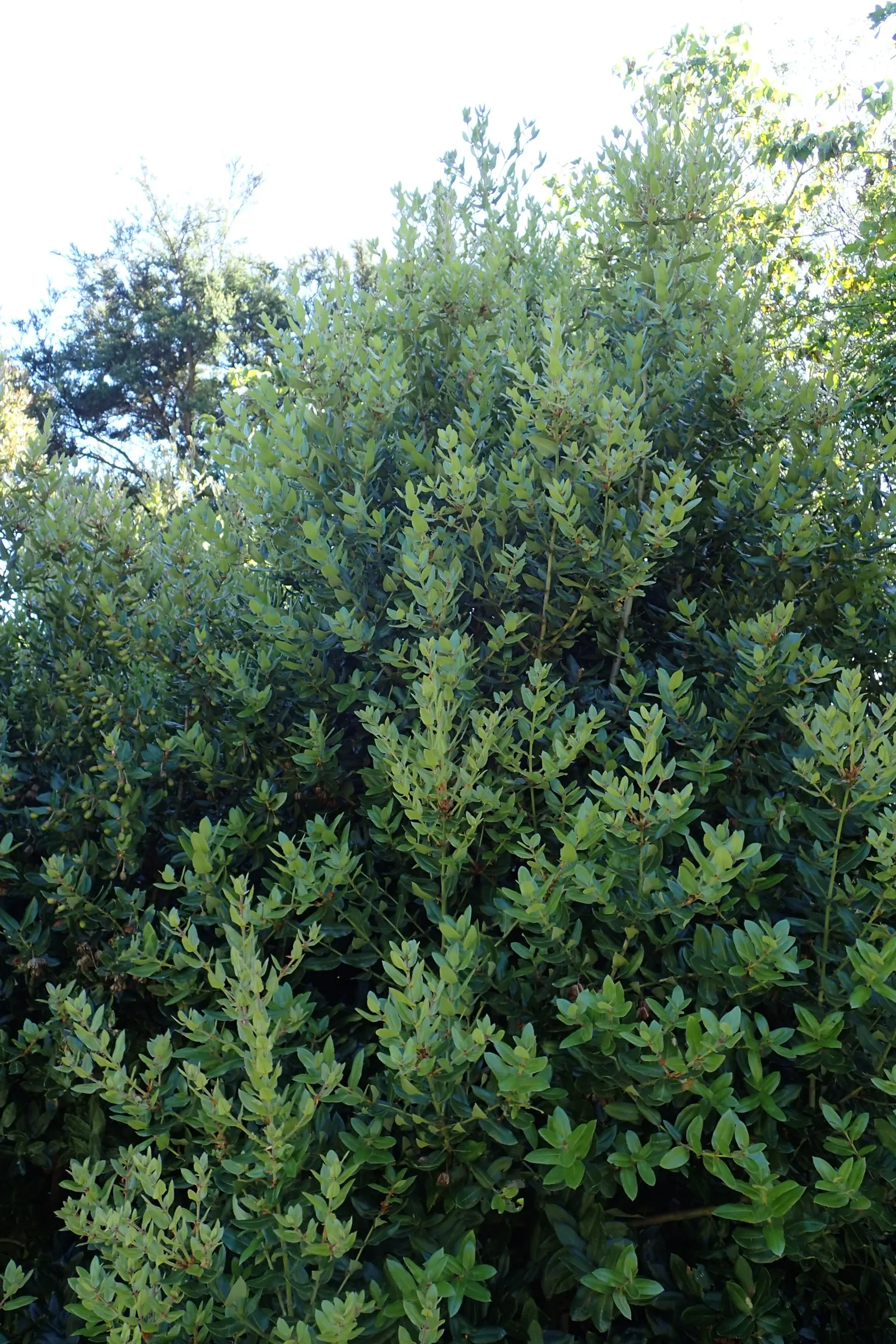 Ulmo (Eucryphia Cordifolia) — thus offering some flexibility in its placement within the landscape; tree for full