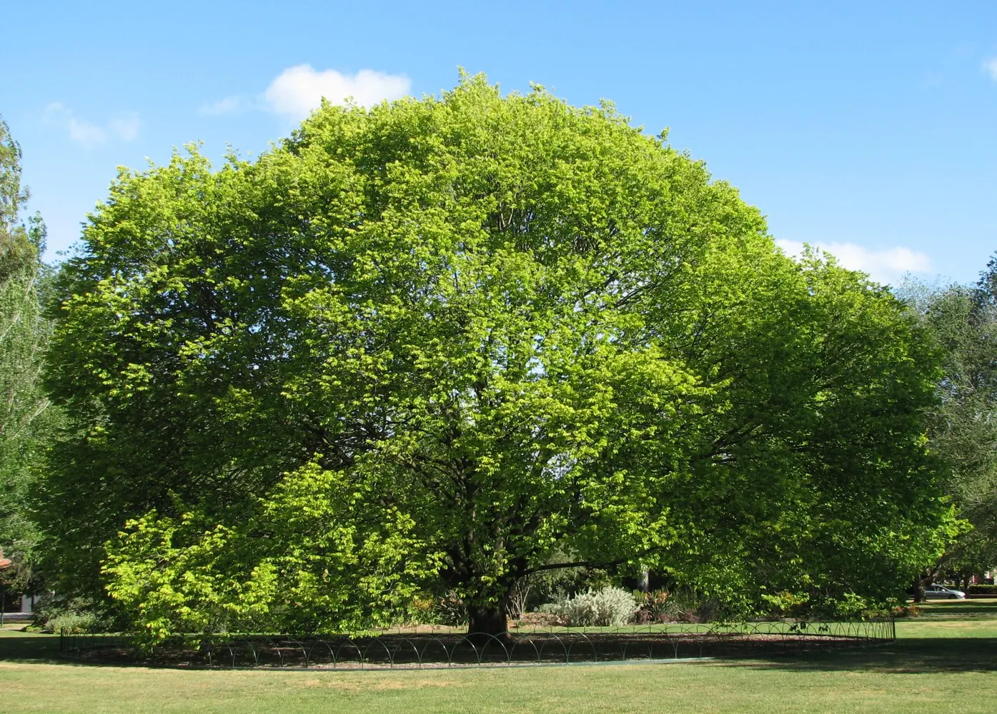 Ulmo (Eucryphia Cordifolia) — enhancing the biodiversity of the garden.<br><br>The Ulmo prefers well-drained