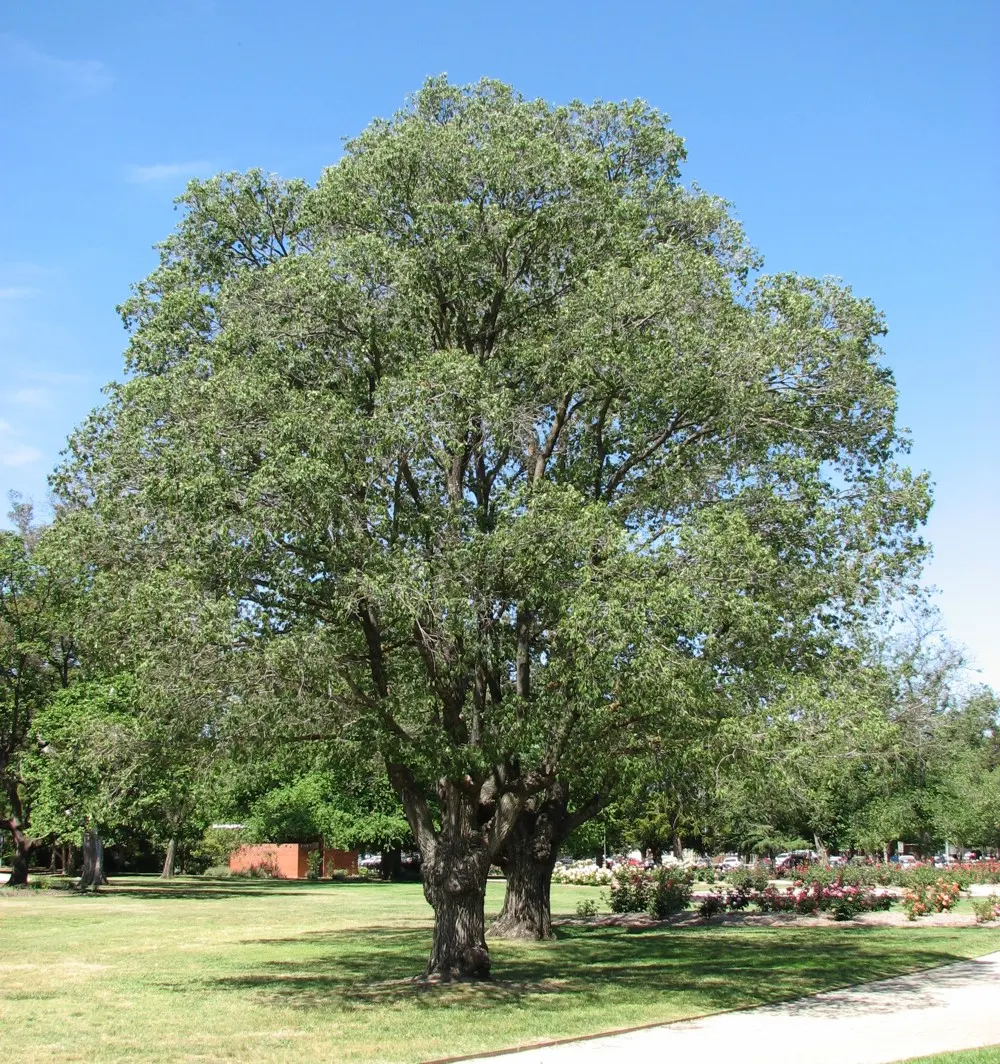 Ulmo (Eucryphia Cordifolia) — with a canopy spread of 15 to 20 feet