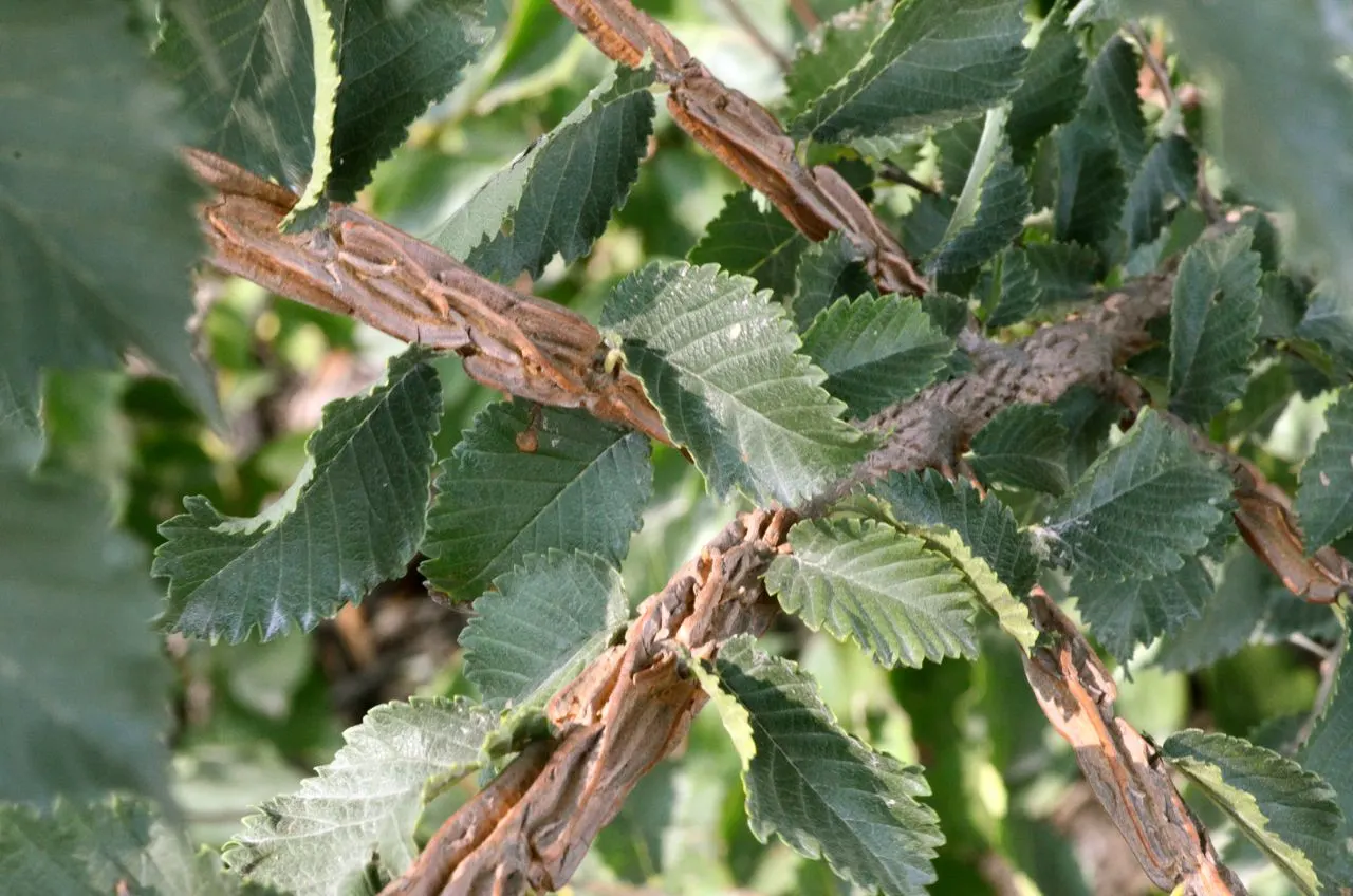 Ulmo (Eucryphia Cordifolia) — It boasts broad, leathery leaves and grows 35-40 feet high with a 15-20 foot spread