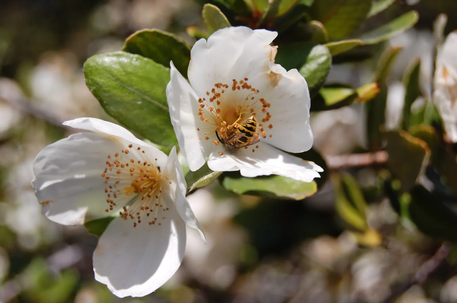 Ulmo (Eucryphia Cordifolia) — The Ulmo (Eucryphia cordifolia), an evergreen tree, thrives in USDA hardiness zones 9-10