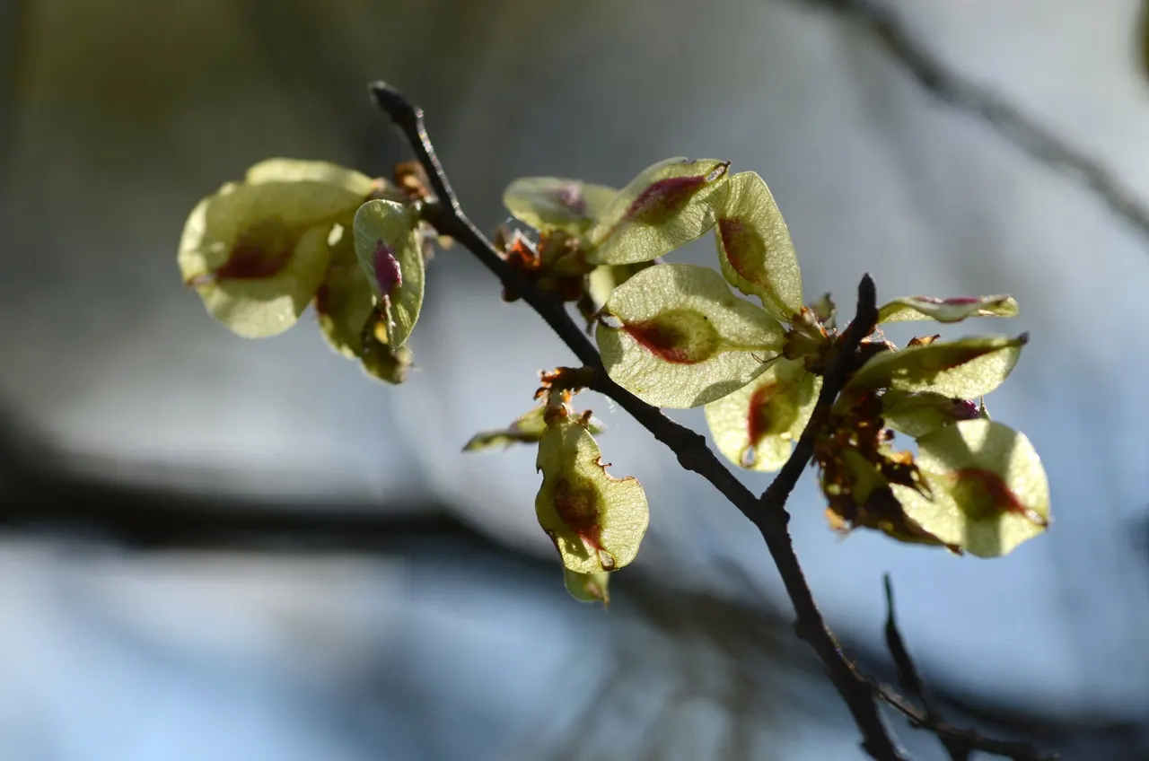 Ulmo (Eucryphia Cordifolia) — consider its moderate growth rate and eventual size for both aesthetic balance and practical spacing