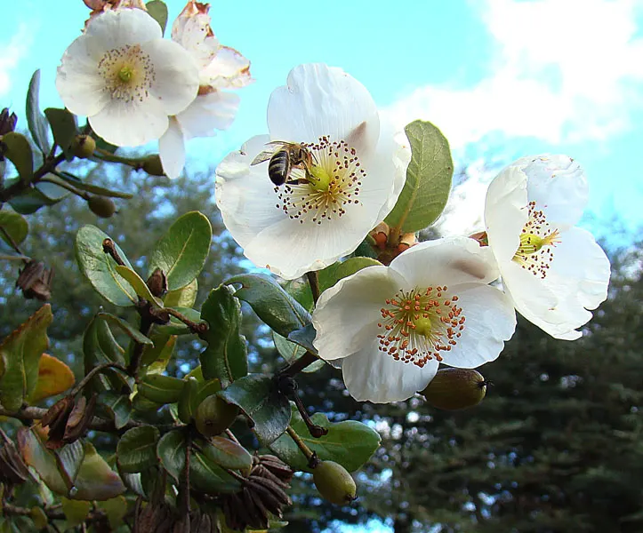 Ulmo (Eucryphia Cordifolia) — native to the temperate rainforests of Chile and Argentina