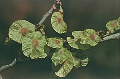 Ulmo (Eucryphia Cordifolia) — Each blossom spans approximately 2 inches across and boasts a conspicuous array of stamens